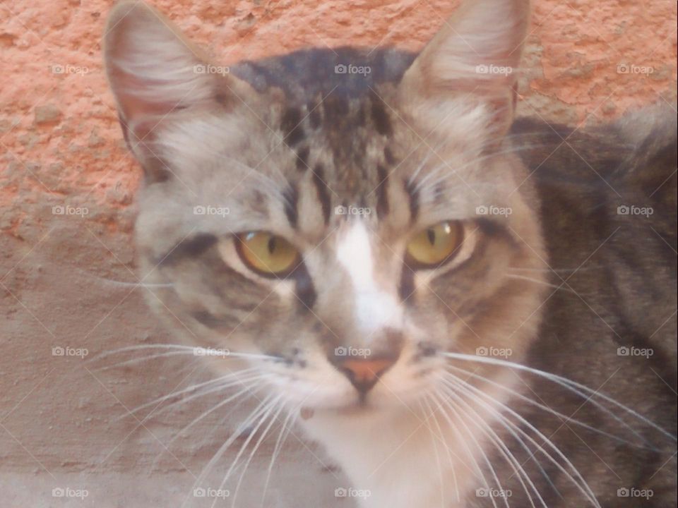 Beautiful grey cat looking at my camera.