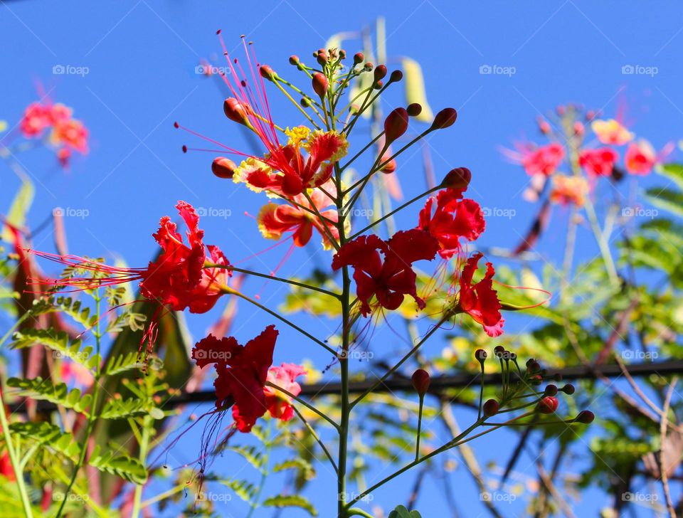 Poinciana or peacock flowers are a beautiful plant that grows like a bush.  It has yellow-orange orange flower that looks like a peacock