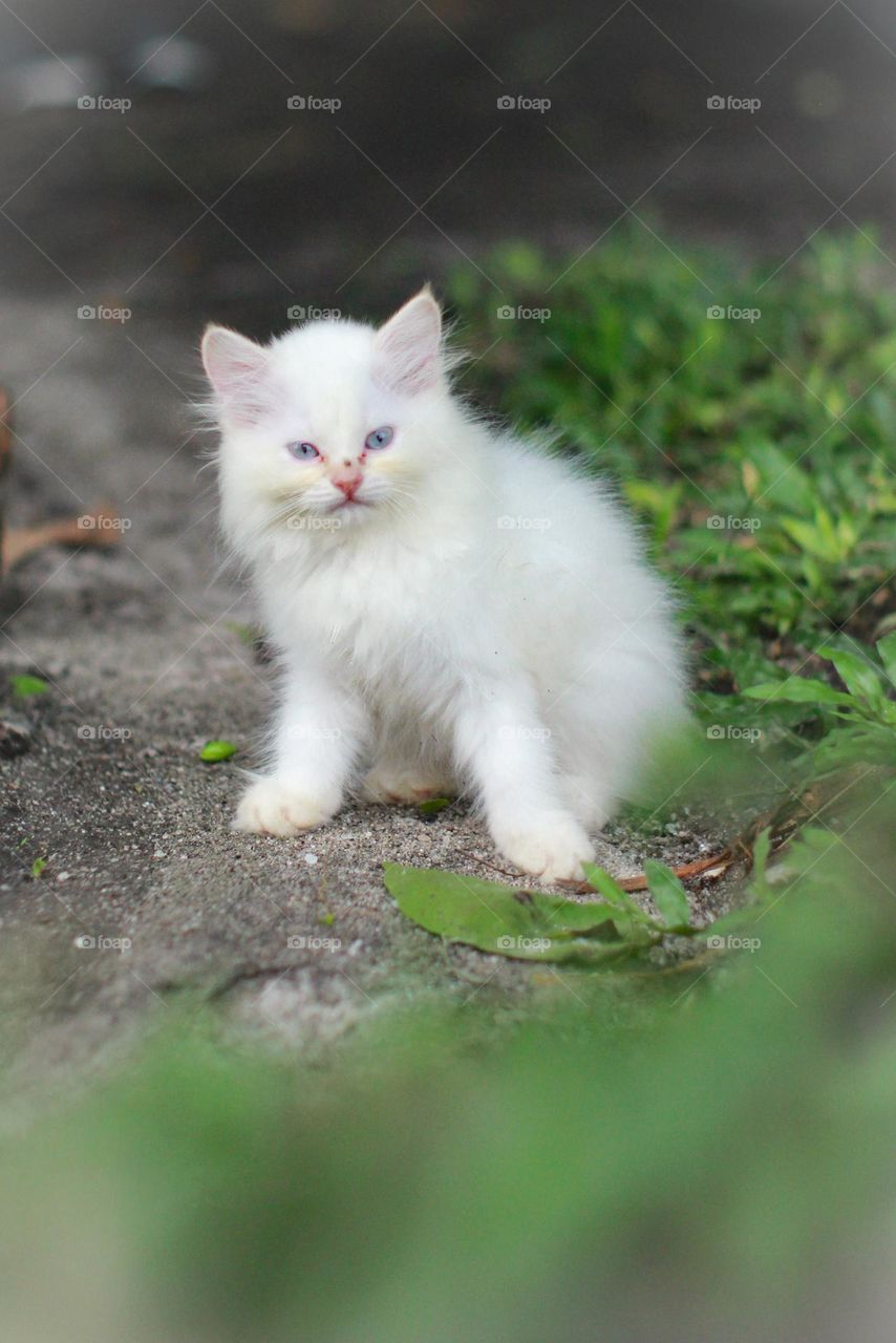 white kitten sit on the grass