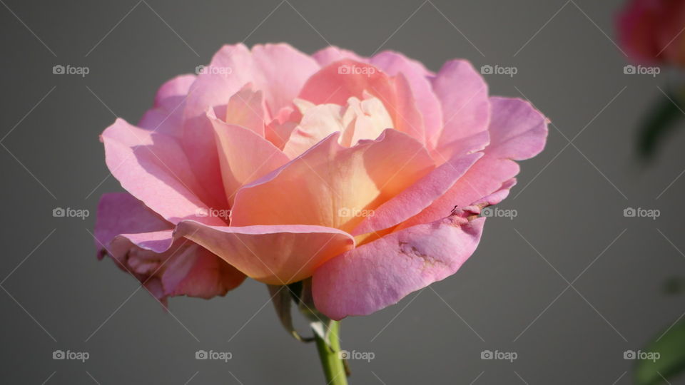 Peach Kissed Rose