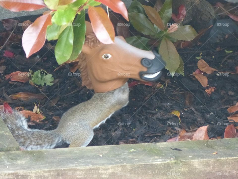 Funny cute squirrel eating from joke horse head mask nut feeder in domestic garden 