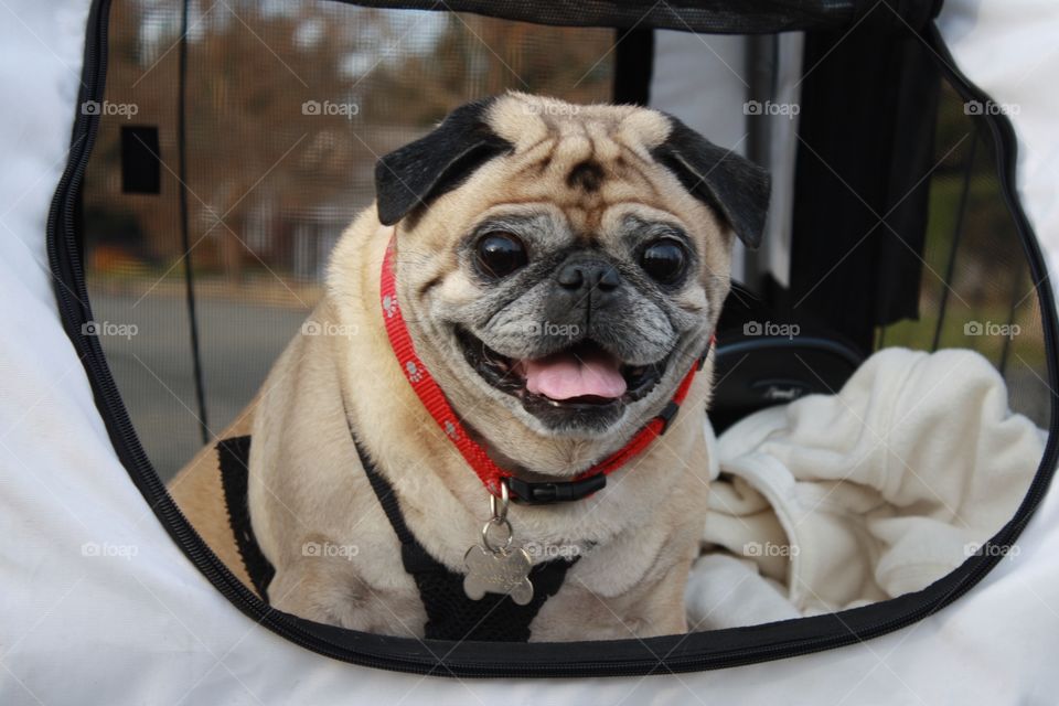 Pug bike ride day! 