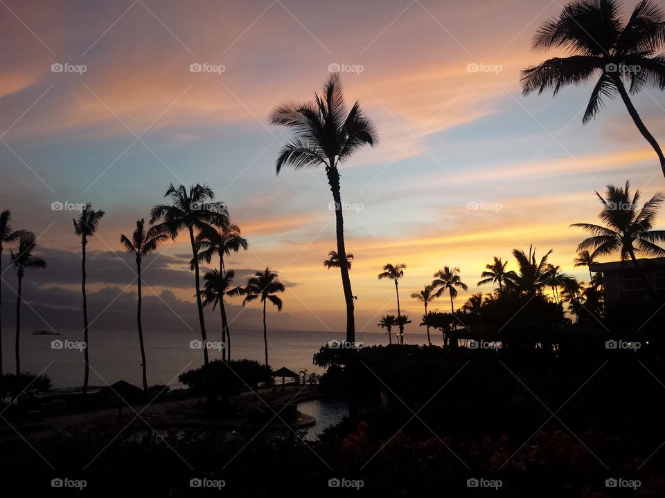 Palm trees at sunset