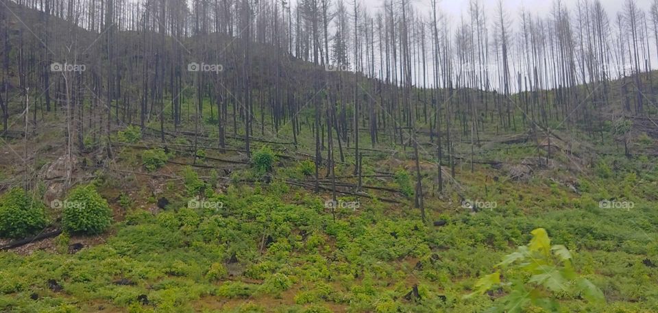 mountain trees