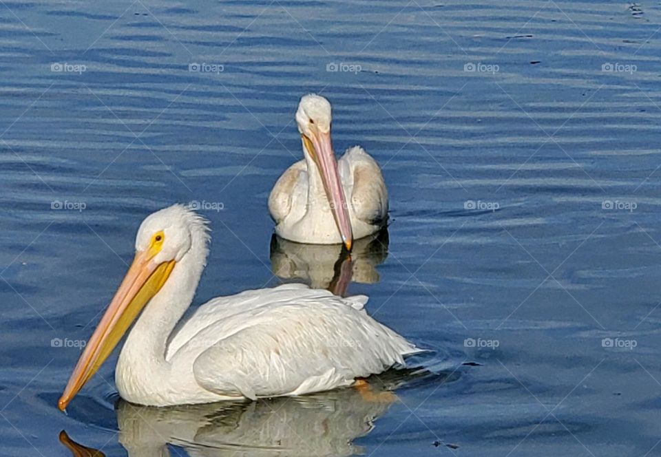Two White Pelicans in Water