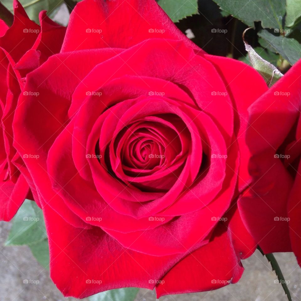 Amazing red rose 