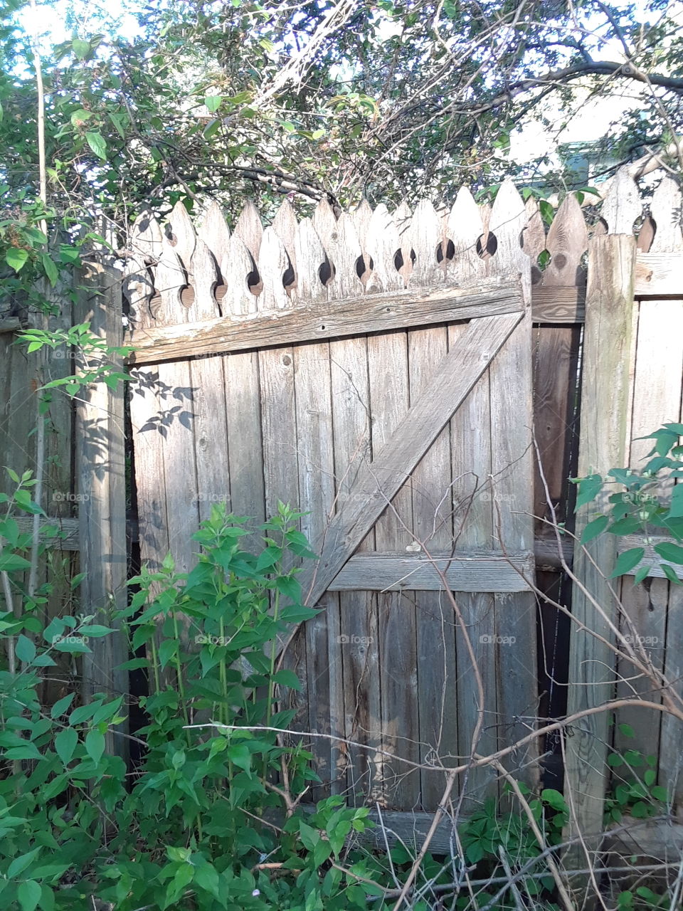 Old wooden fence with green weeds and over growth