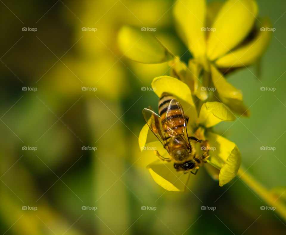 Honey bee trying to collect it