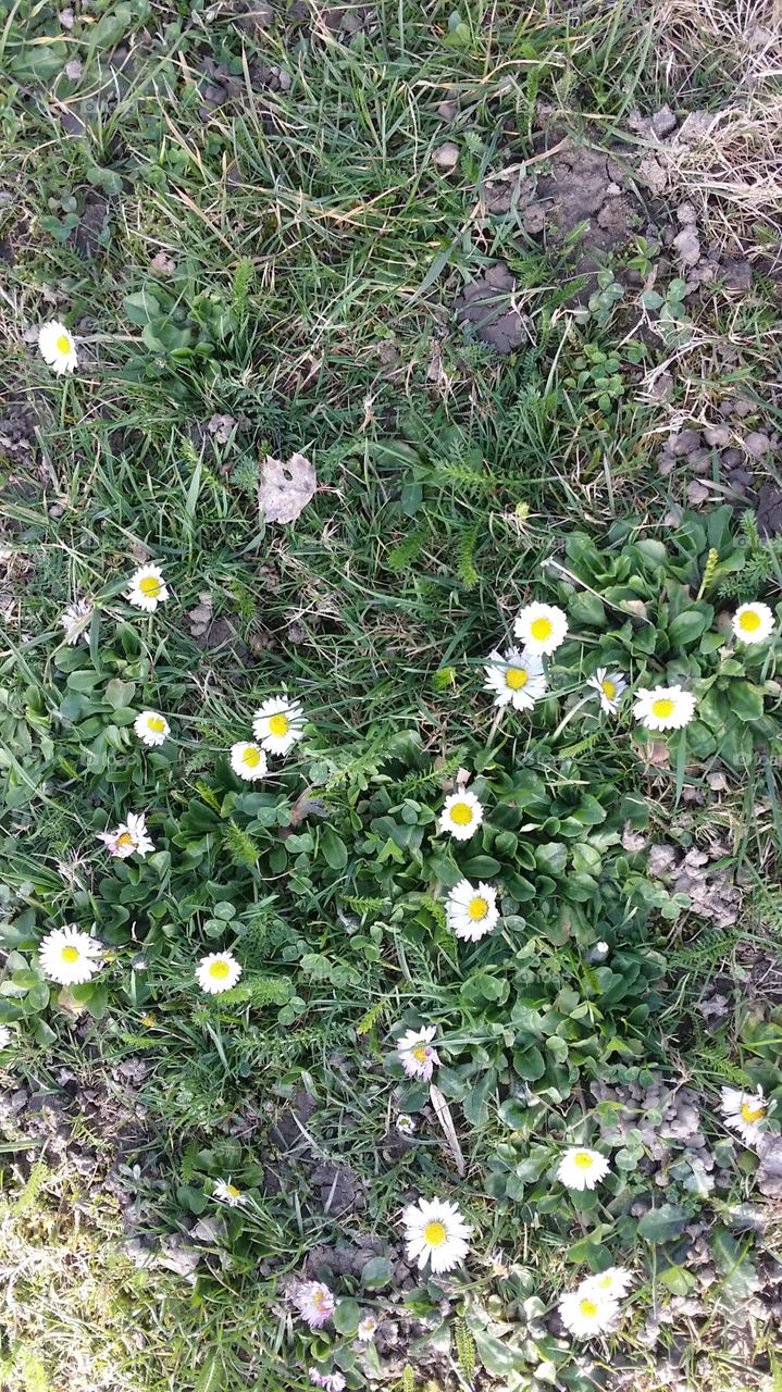 spring flowers