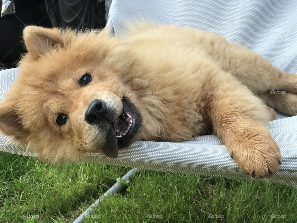 Chow-Chow is laughting.