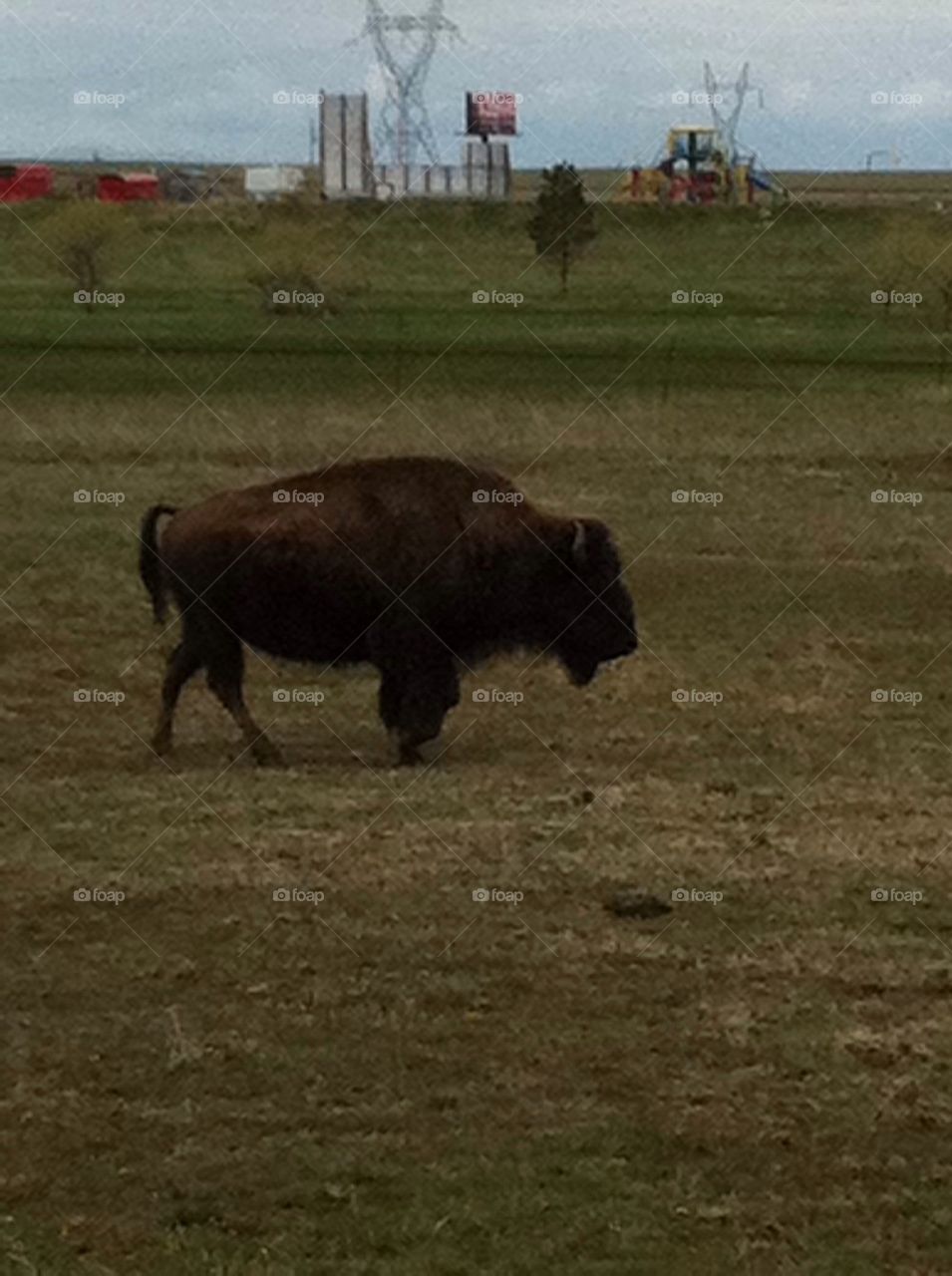 Buffalo roam