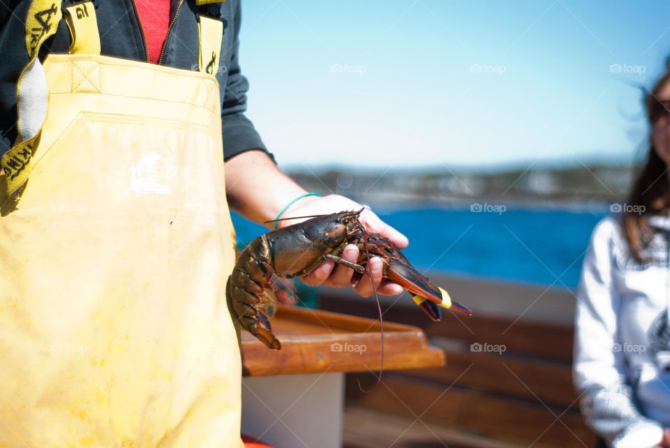 Maine Lobster Being Shown on Boat 