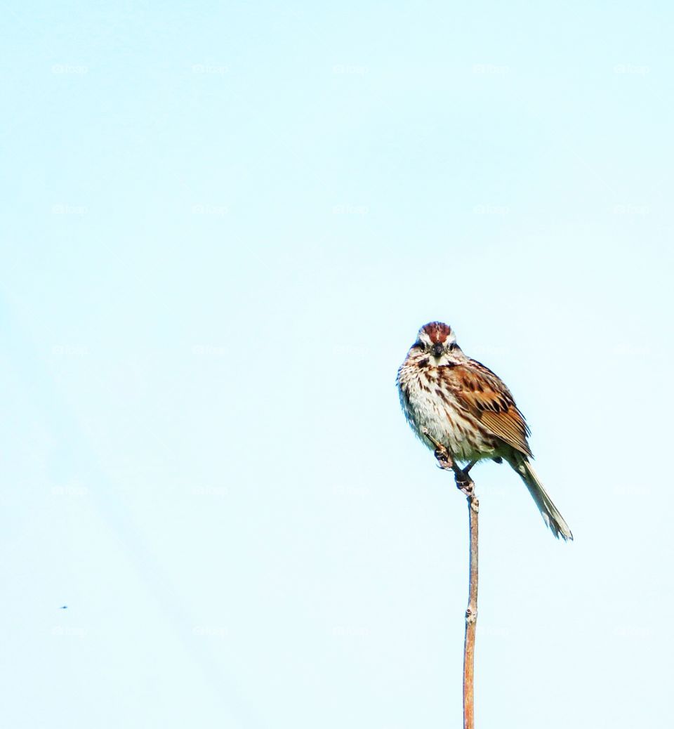 Song Sparrow