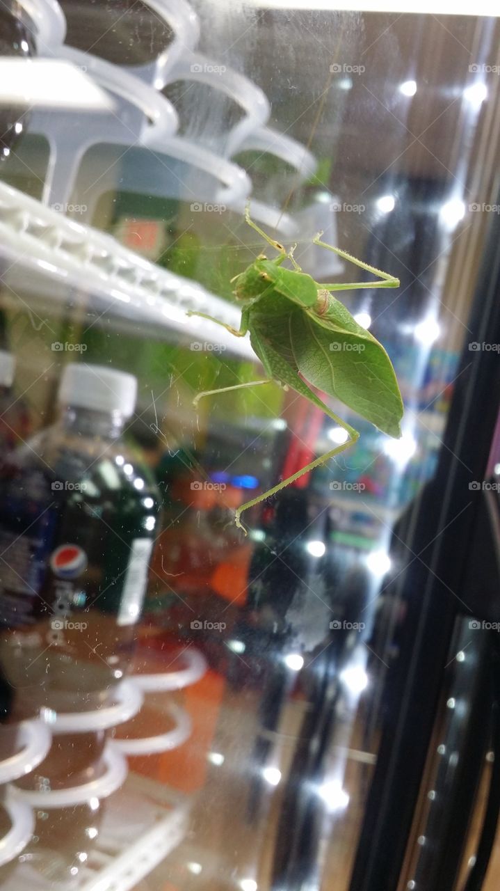 Grasshopper on glass