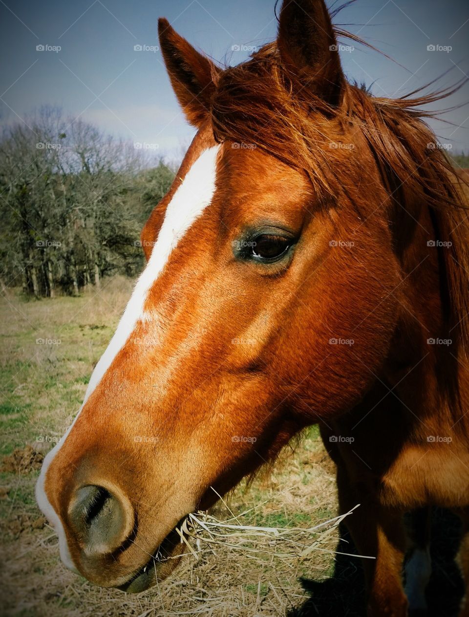 Horse Eating Hay