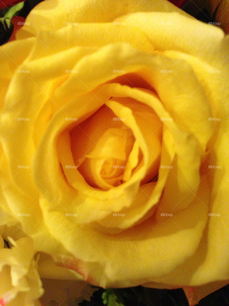 yellow flower rose petals by snook911