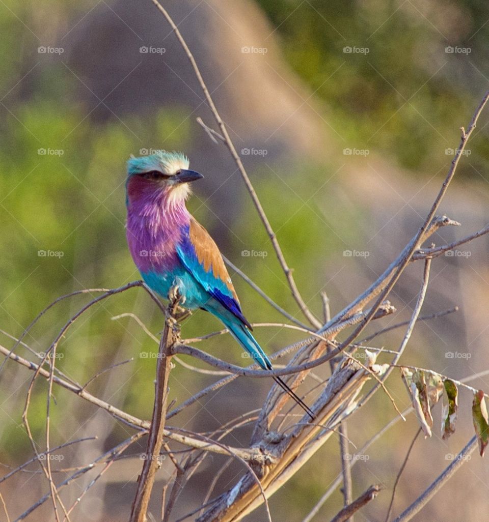 Lilac breasted roller in South Africa 
