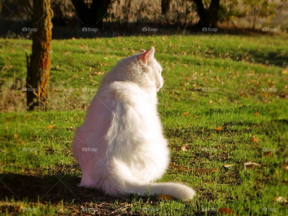 Beautiful White cat in a forest