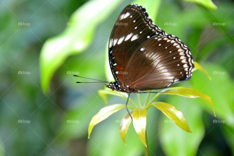 Butterfly rest on leaves