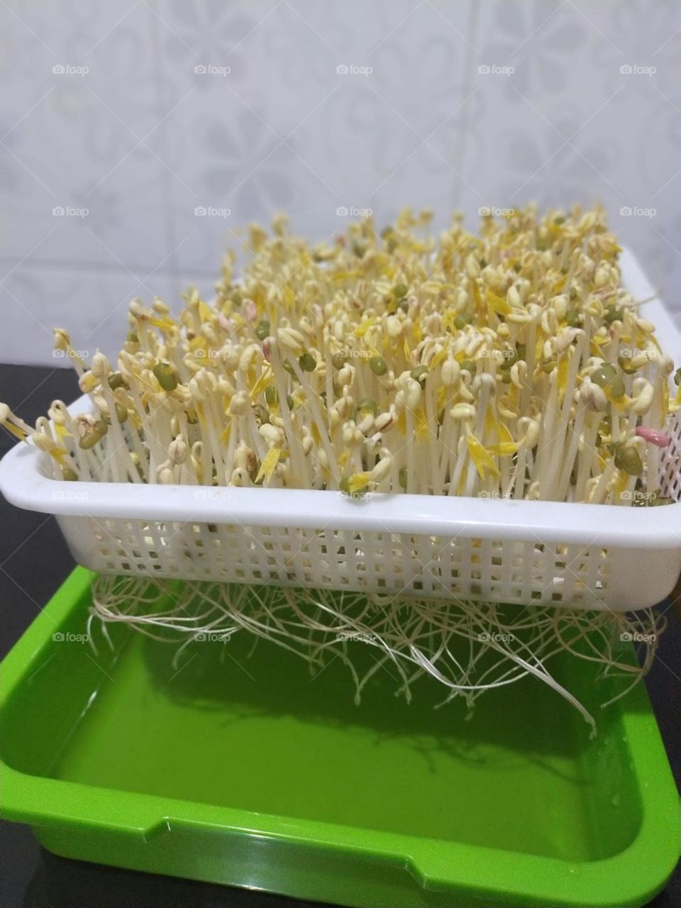 Hydroponic been sprouts