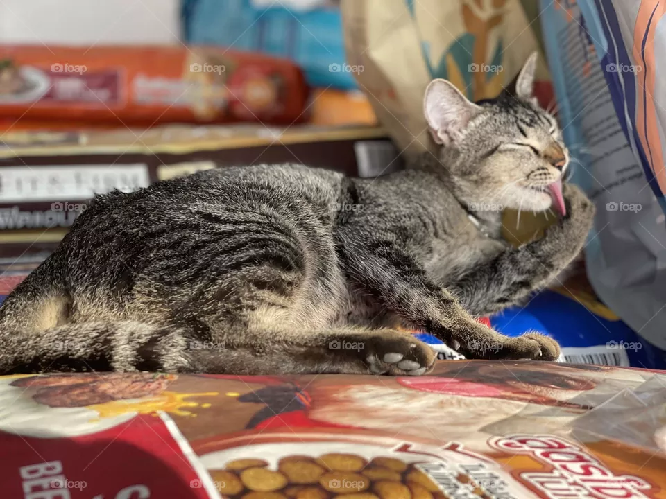 cat