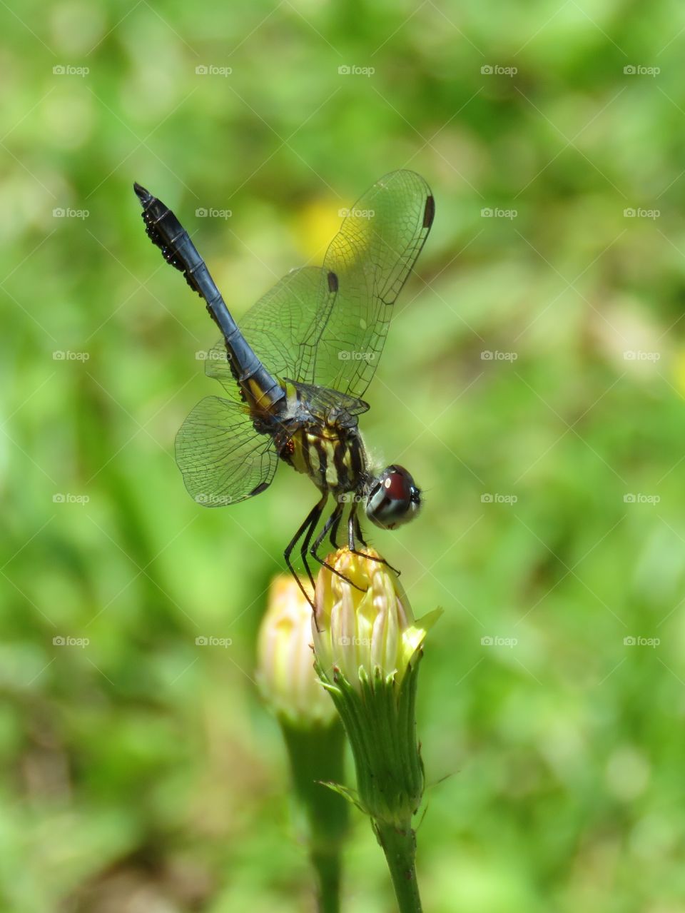 dragonfly