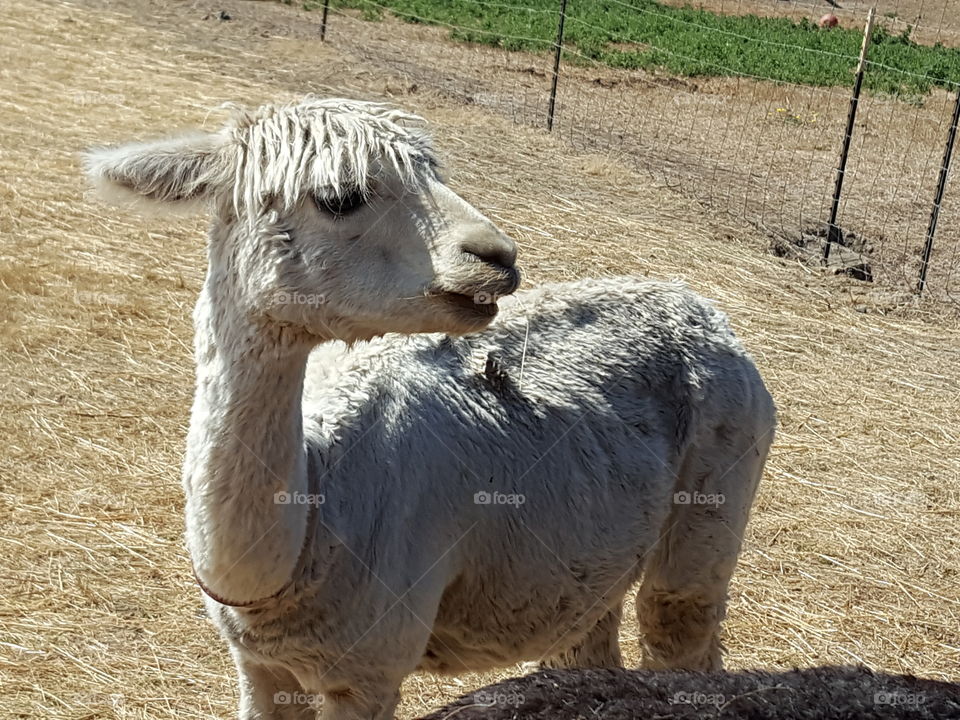 White alpaca looking away