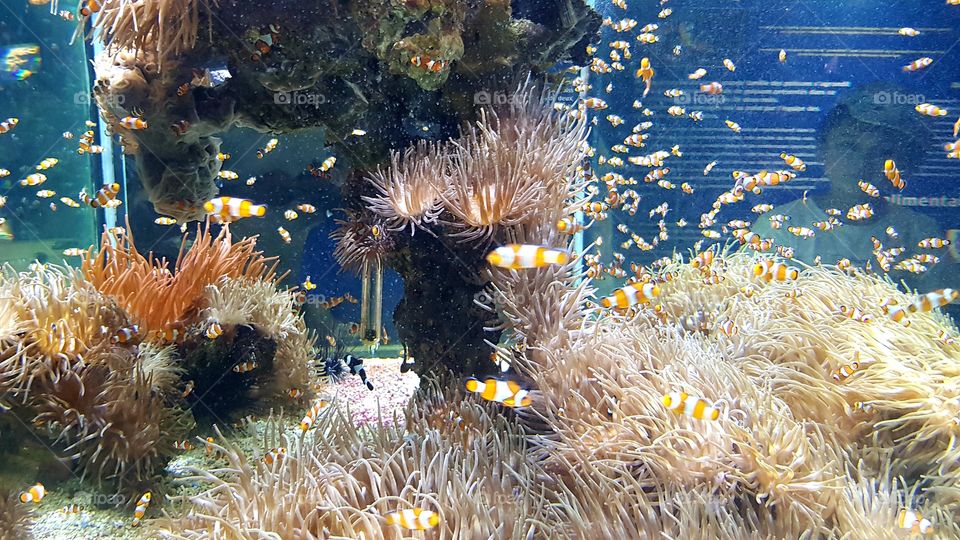 Musée Océanographique de Monaco