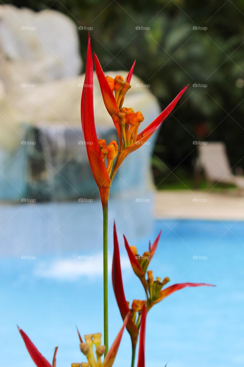 Heliconia bihai or bird of paradise,  beautiful yellow-orange flower in a natural environment
