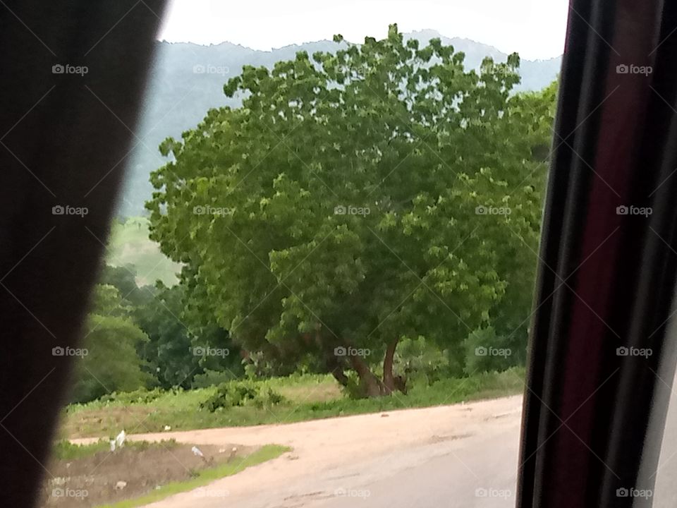 this tree was in Lankaviri village of Yorro local government of Taraba State Nigeria, the village is surrounded by mountains and the primary source of livelihoods is farming. they are of mumuye origins. I was on transit and decided to snapped it.