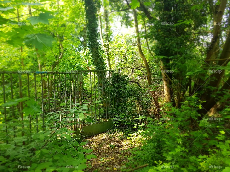 Gate to the forest