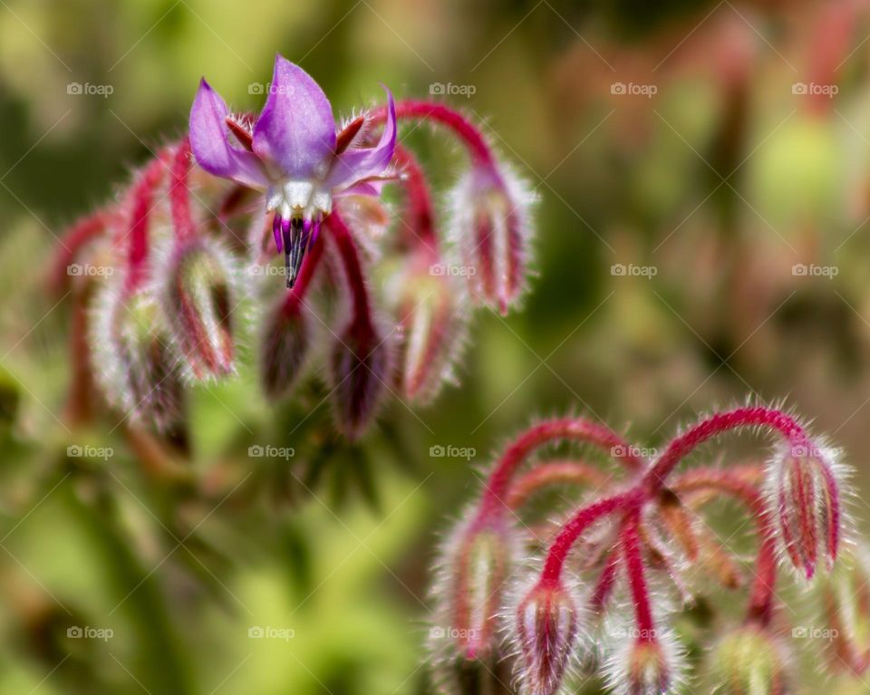 Starflowers starting to bloom