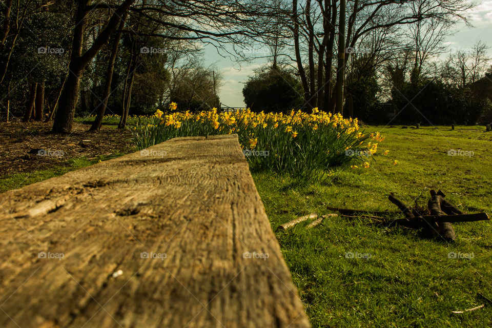 Daffodils in the park