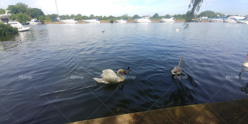 Majestic swans and a duck swim close to the docks on a beautiful summer day