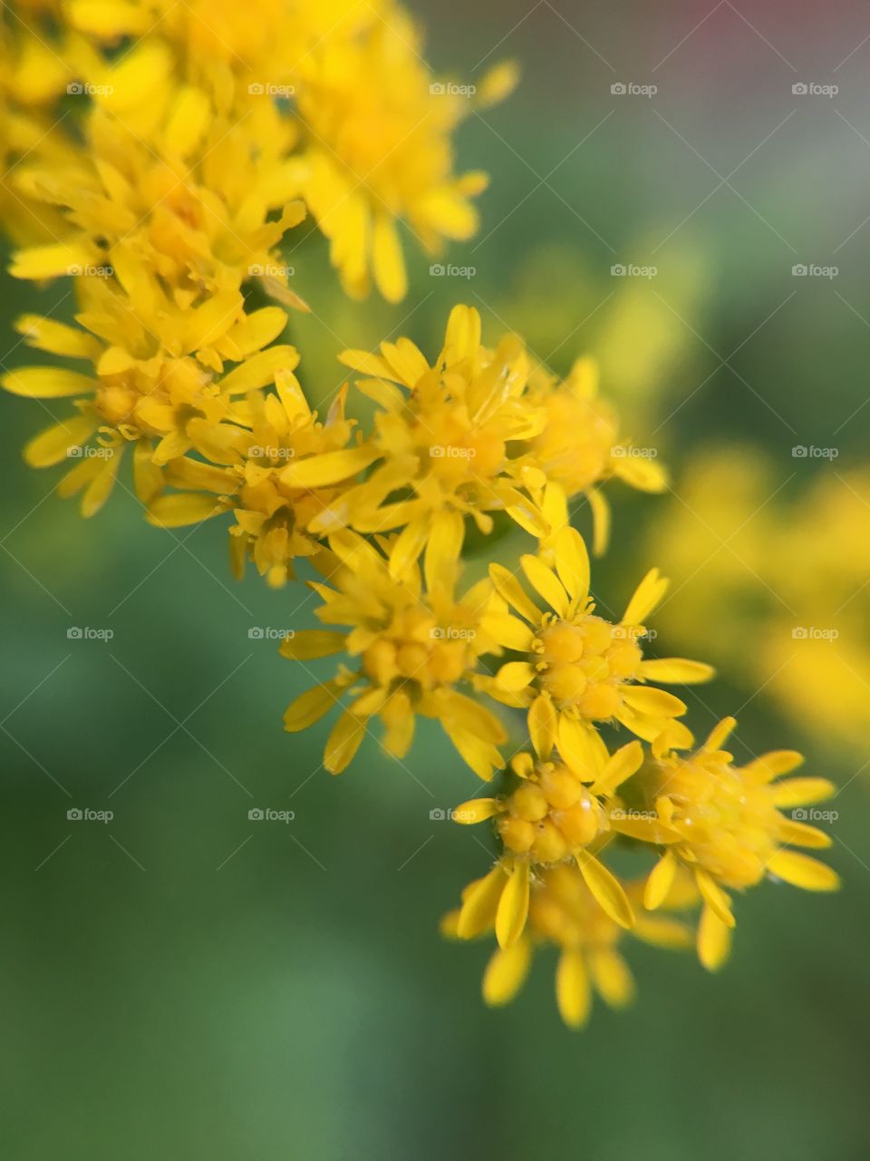 Goldenrod