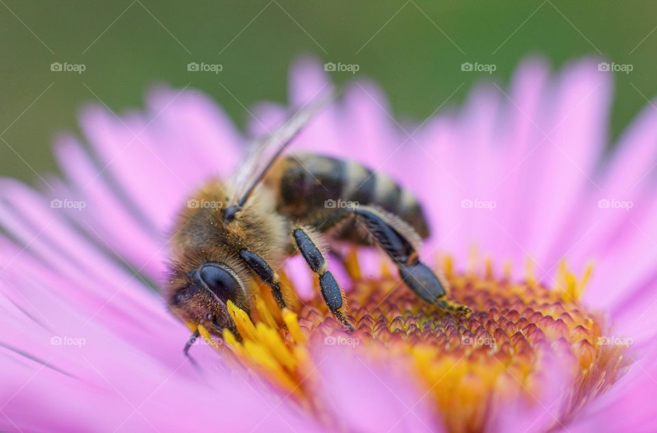 The bee on the purple flower collects nectar and pollen