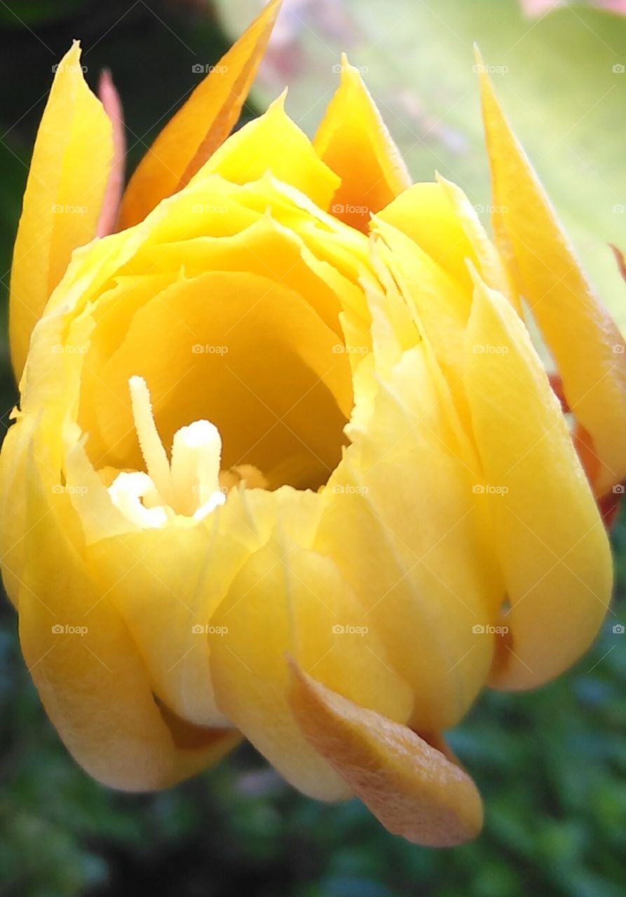 Kaktus blüht
cactus blooms