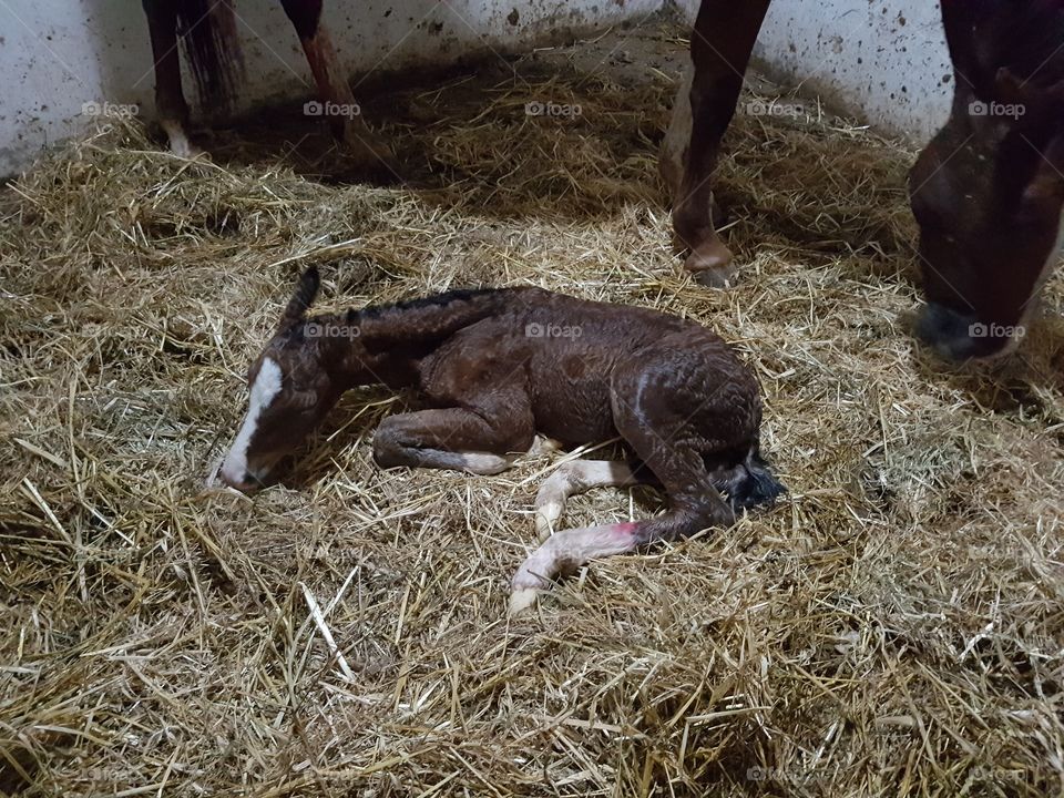 birth of foal 5