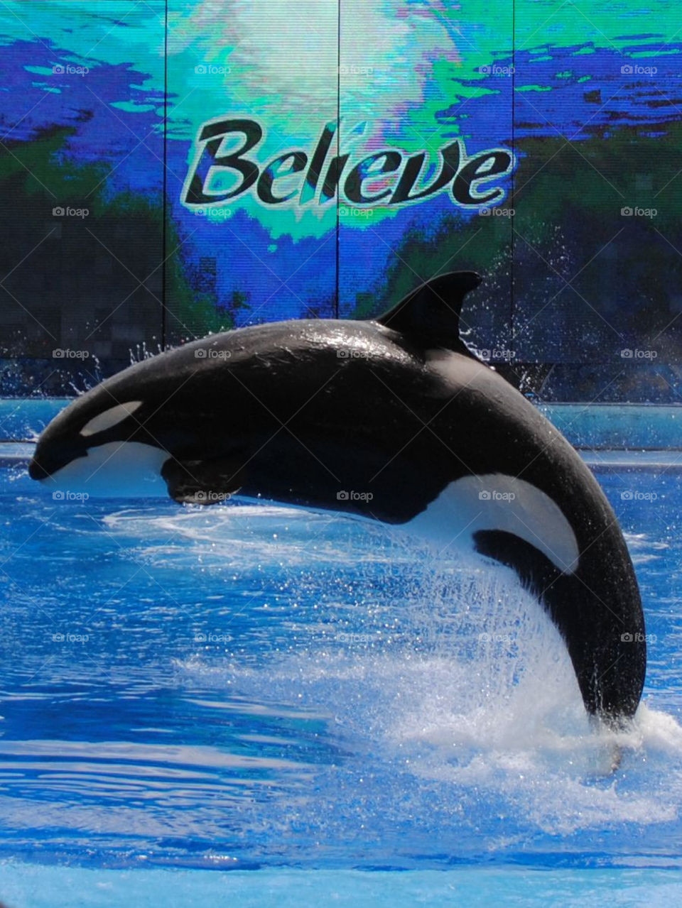 Shamu show Believe