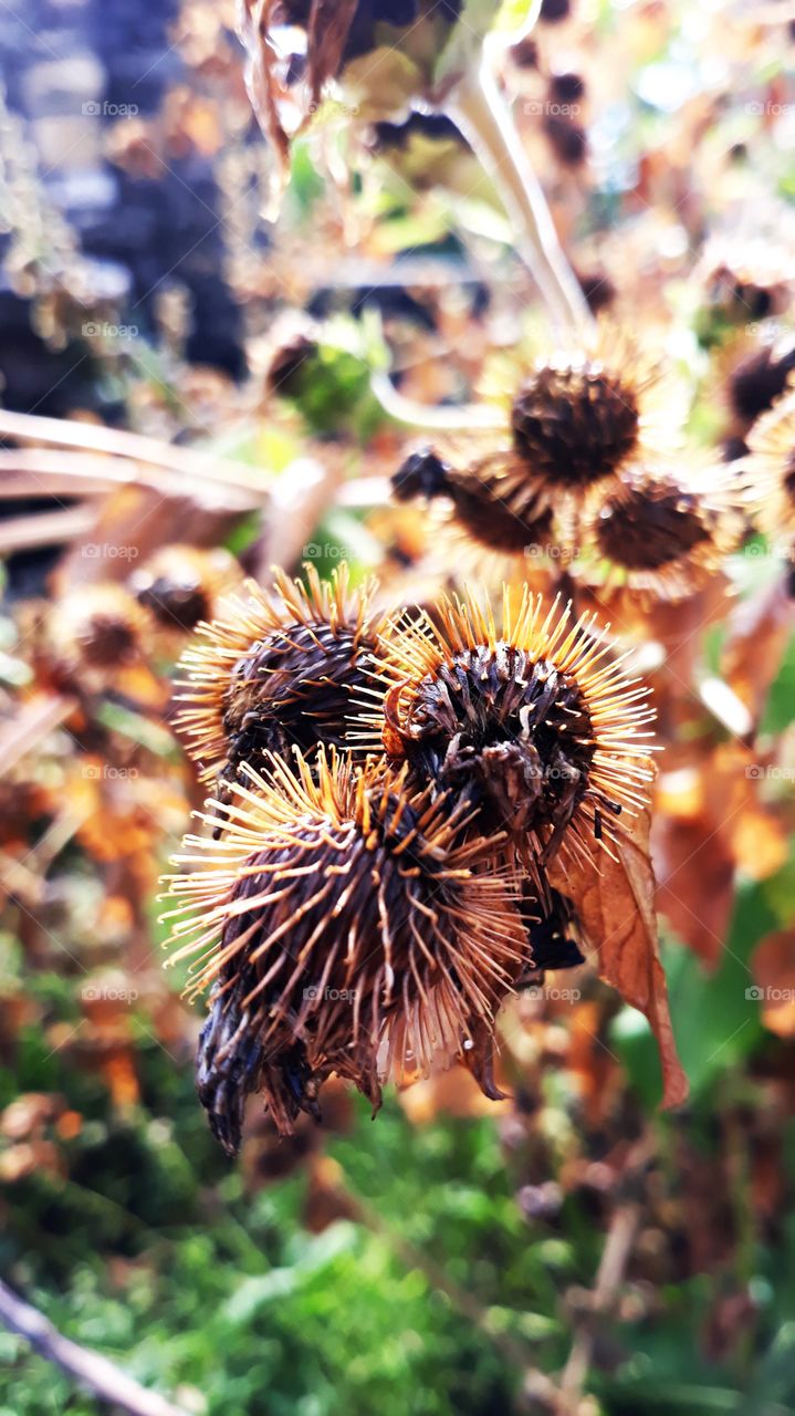 Spikey Seeds