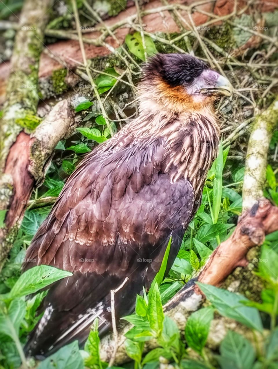 Hawk

￼ Verificada