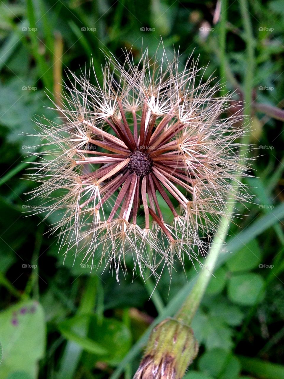 Wildflower Almost unhoticeable on the road,only a sharp eye sees beauty