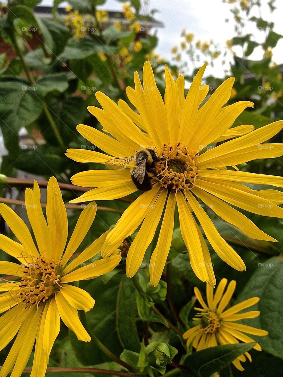 The busy Bee