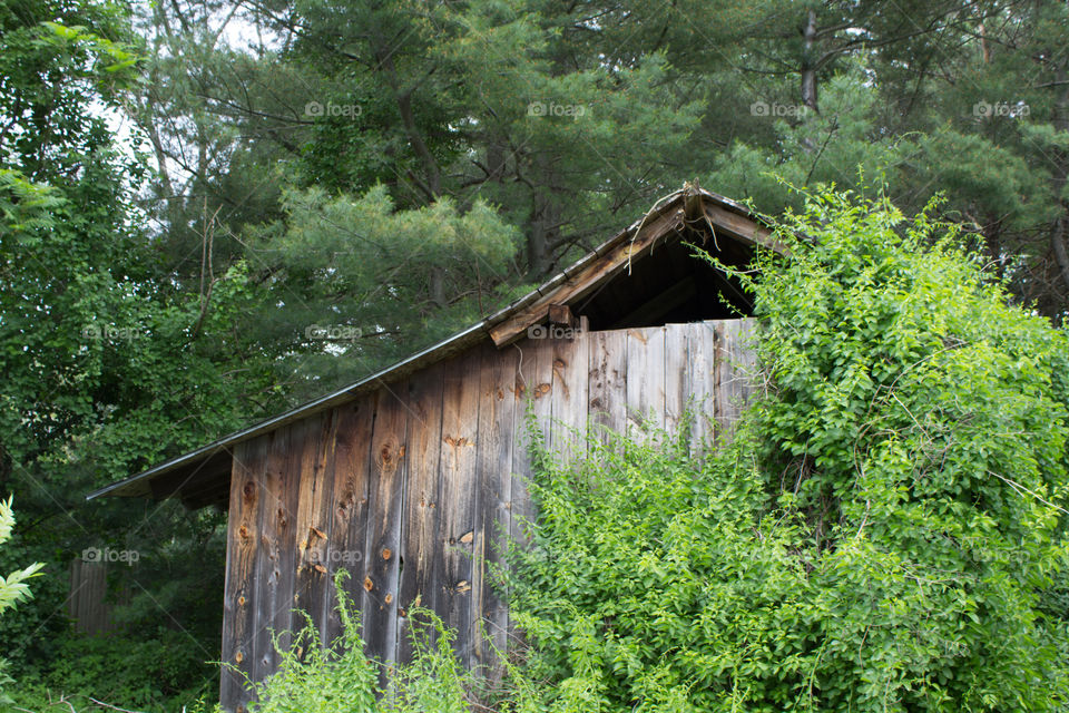 old barn, color