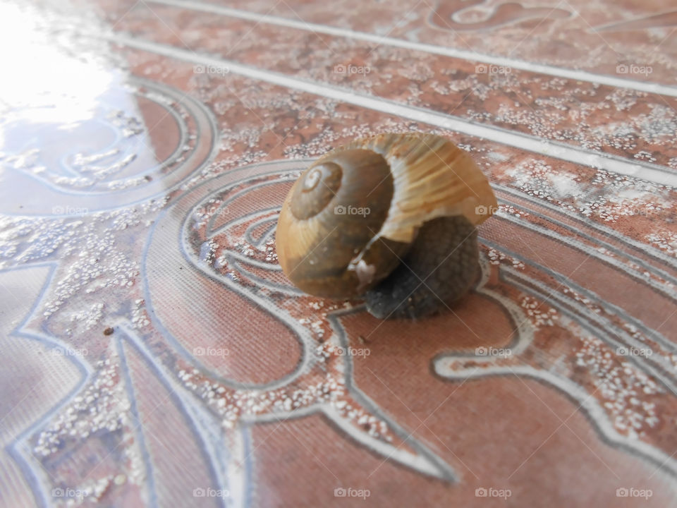 Snail On Tile