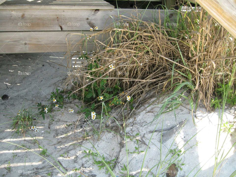 beach grass flower
