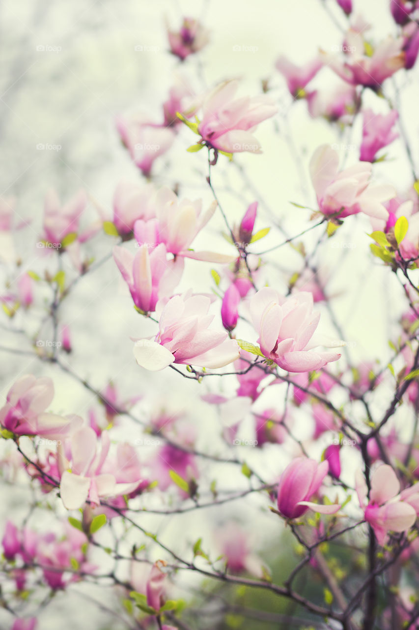 magnolia flowers