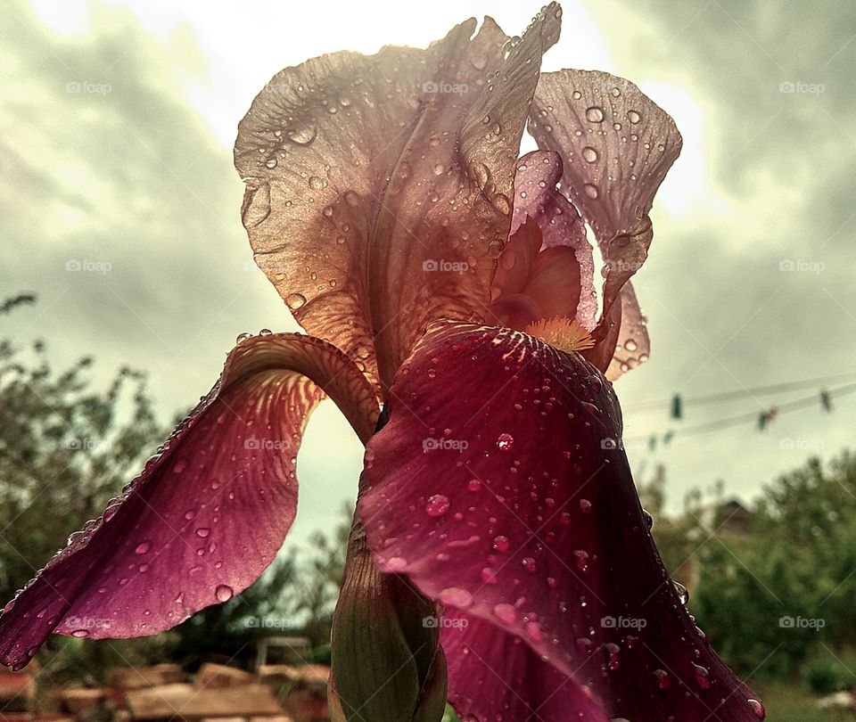 irises in the garden and raindrops in spring