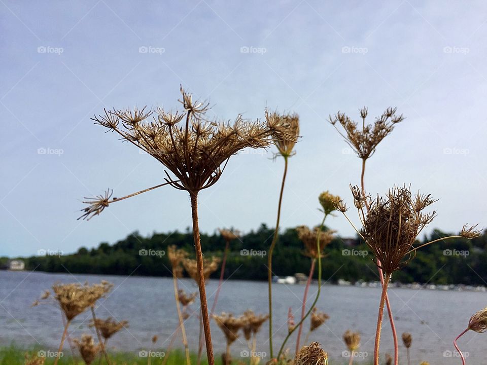 Nature dried flowers 