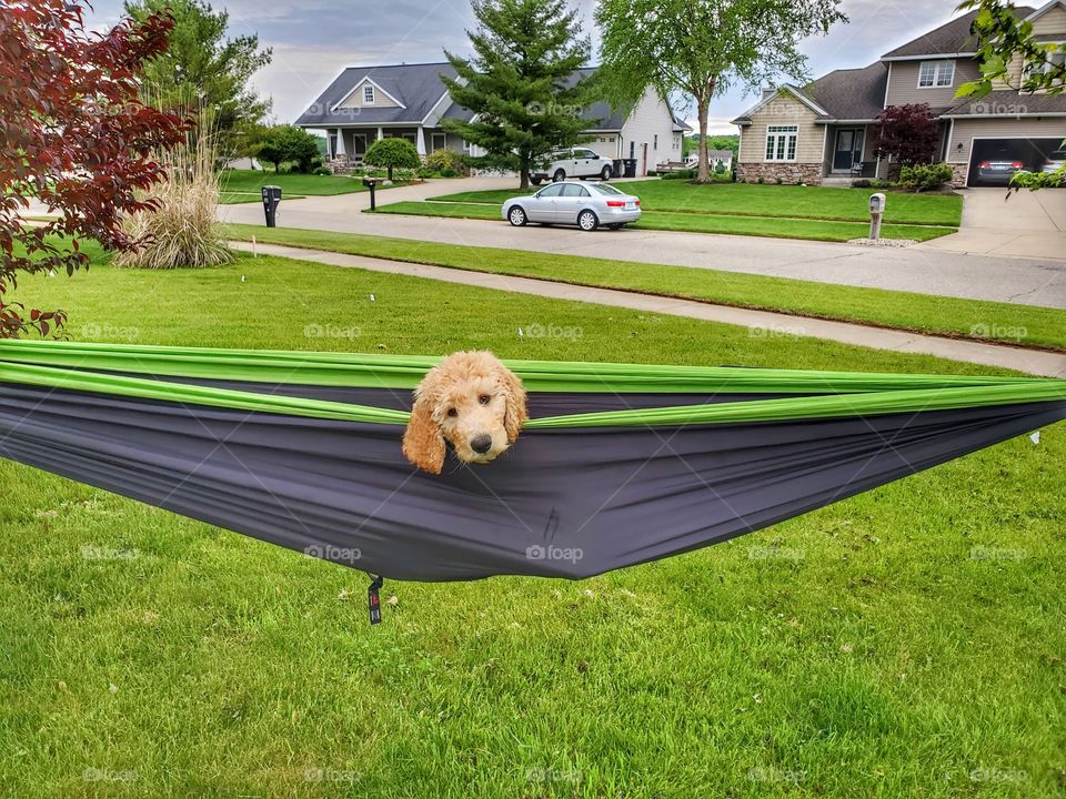 Puppy in a hammock
